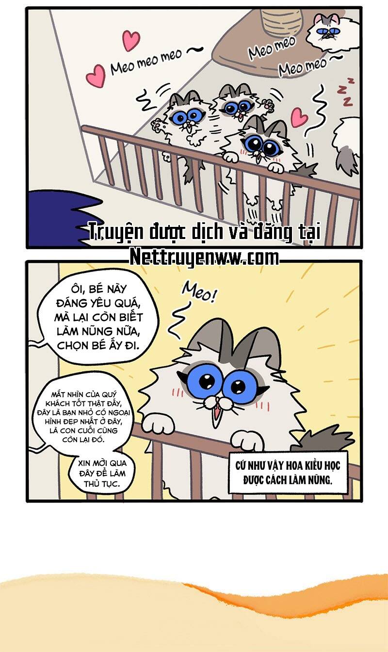 a mãn và mạch trà chapter 47 6