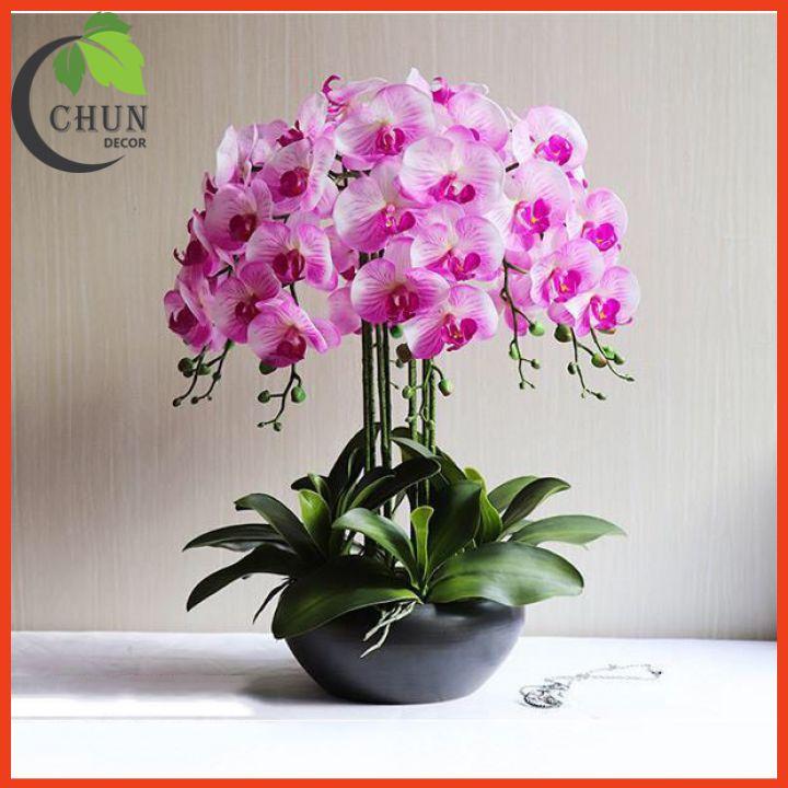Chậu Lan Giả, Chậu Lan Hồ Điệp Cao 60cm Tán Tròn 360 Độ Trang Trí Nhà Cửa, Cửa Hàng, Văn Phòng, Lớp Học