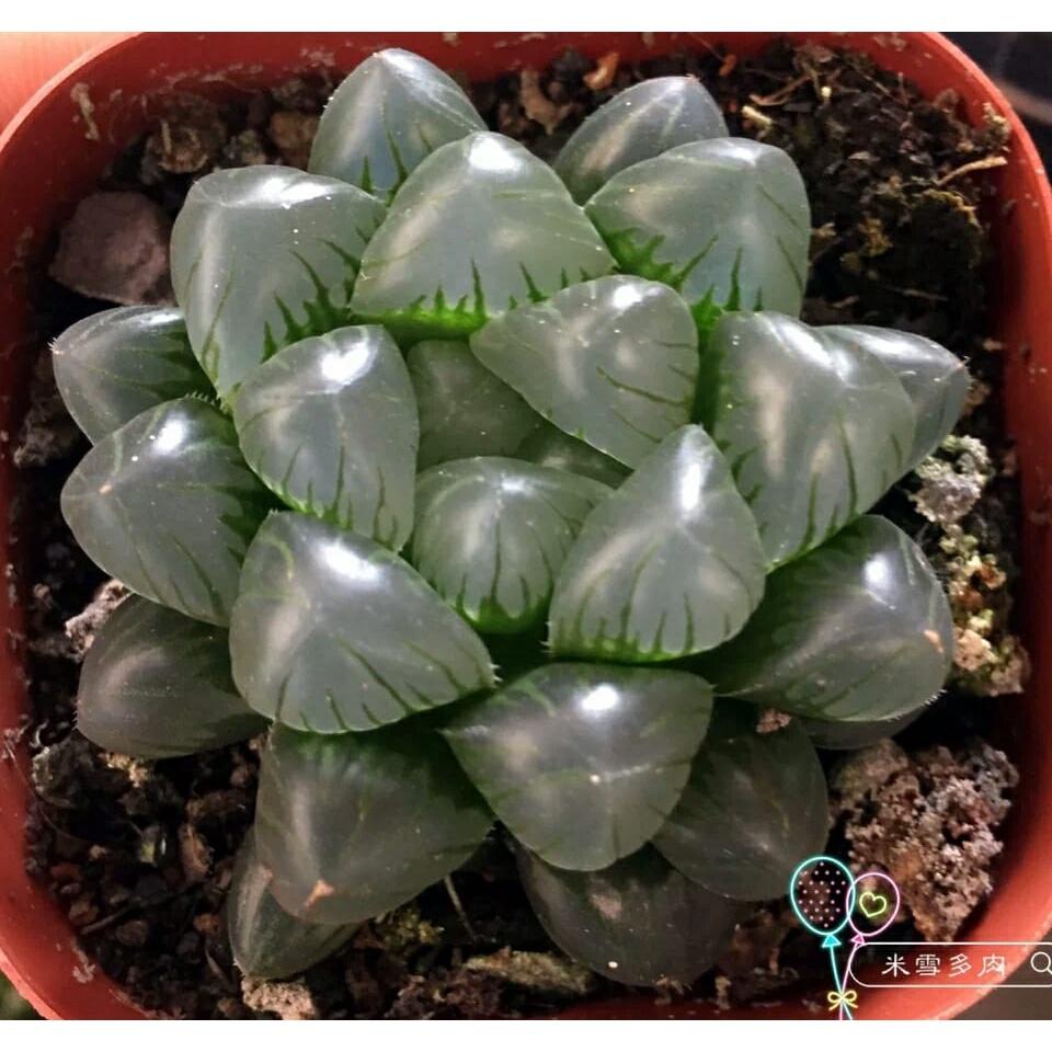 Hạt giống sen đá mix màu CT45 - Gói 200 hạt