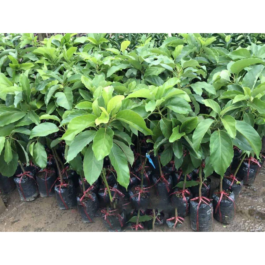 CÂY GIỐNG BƠ SÁP DA XANH .