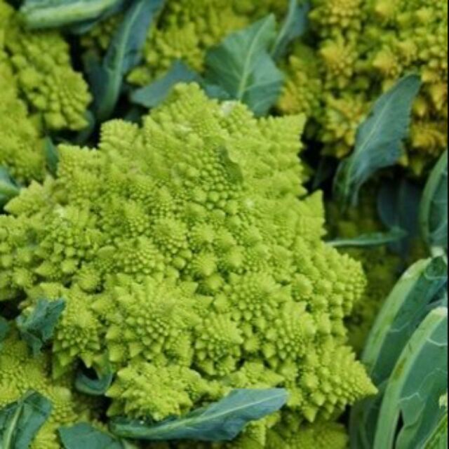 Hạt Giống Lơ San Hô GREEN CAULIFLOWER 229