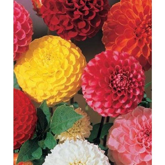 Hạt Giống Hoa Cúc Thược Dược Tổ Ong Nhiều Màu CT468 - Gói 30 hạt