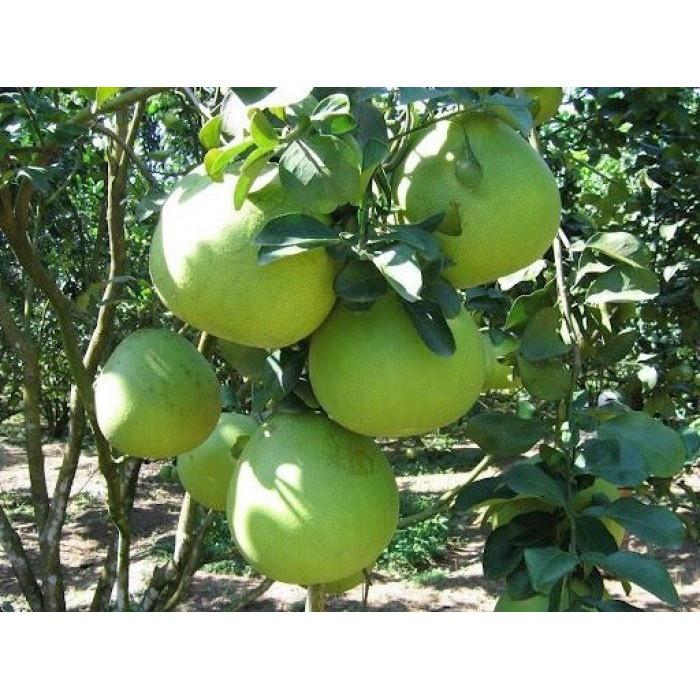 Cây giống bưởi da xanh miền nam