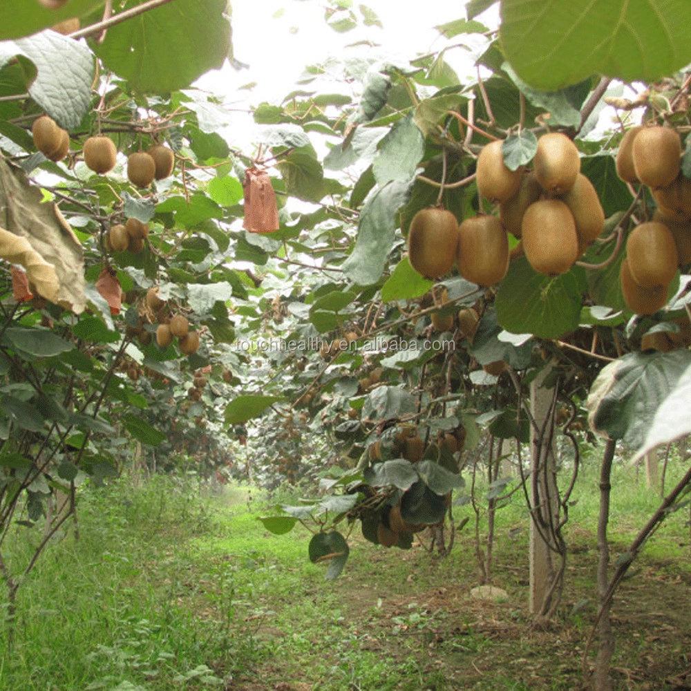 Hạt giống cây ăn trái kiwi CT297 - Gói 30 hạt