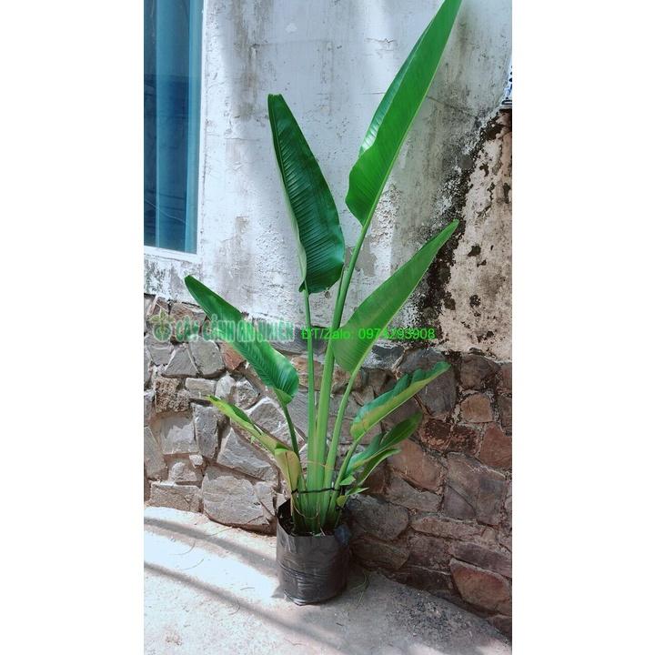 Chuối Rẻ Quạt  chỉ giao hcm