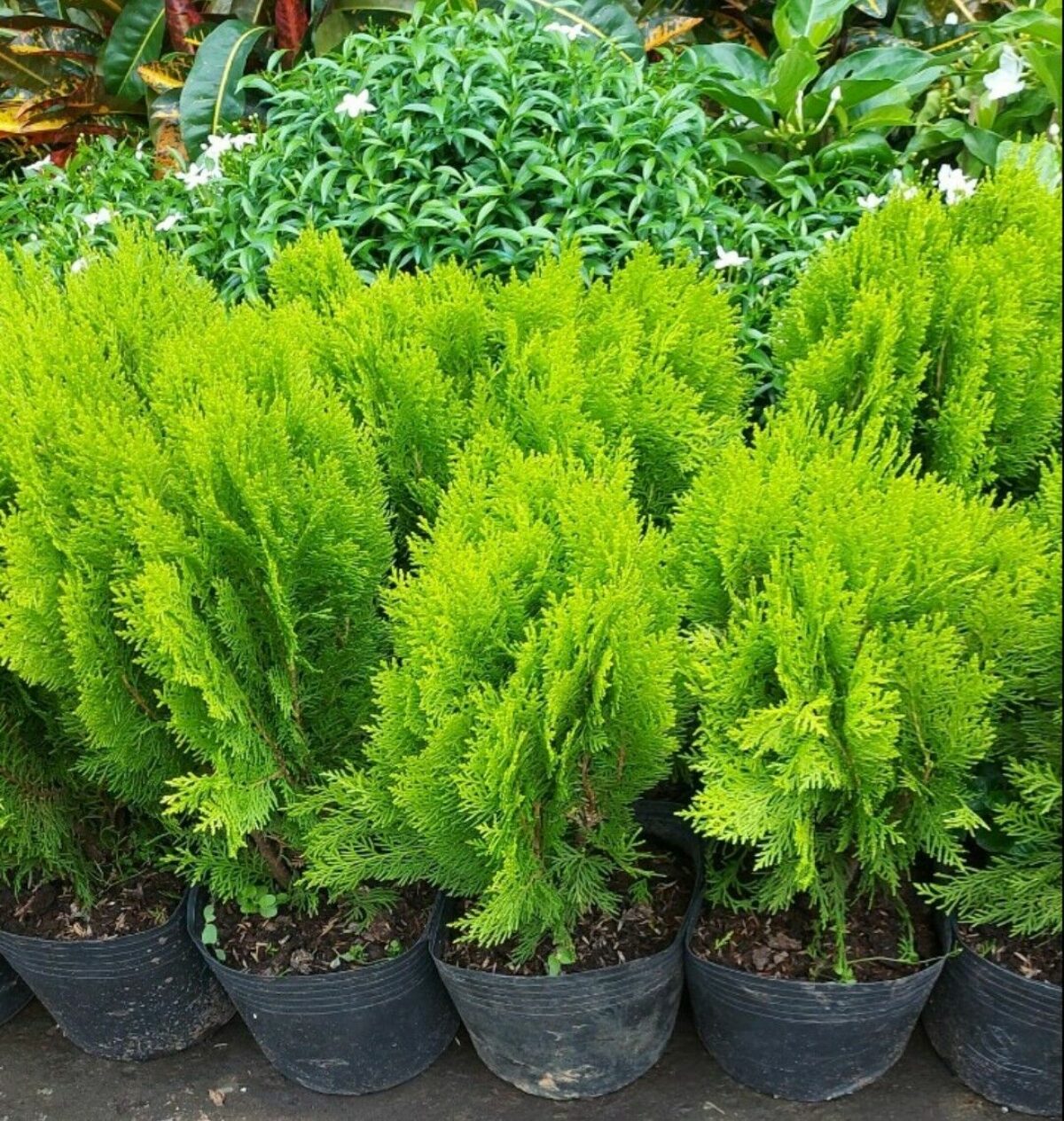 Cây trắc bách diệp cao 40-50cm