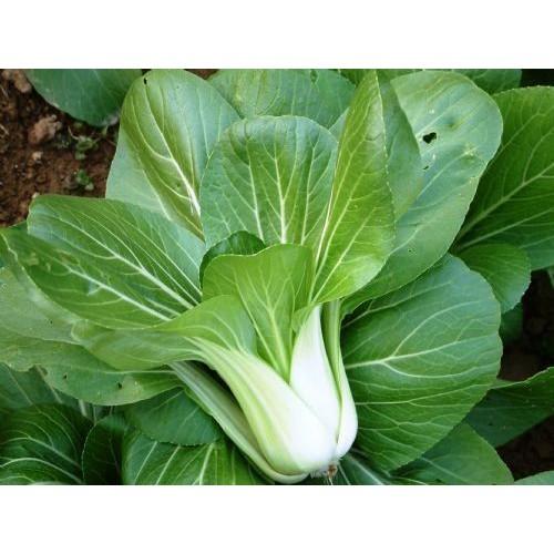 Combo 5 gói hạt giống rau cải dễ trồng - tặng 1 phân bón