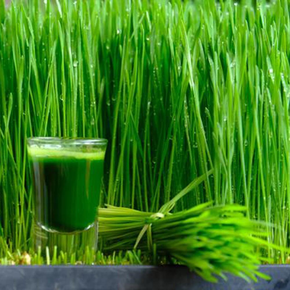 25gr Hạt Giống Mầm Lúa Mạch - Cỏ Lúa Mì - tỷ lệ này mầm cao