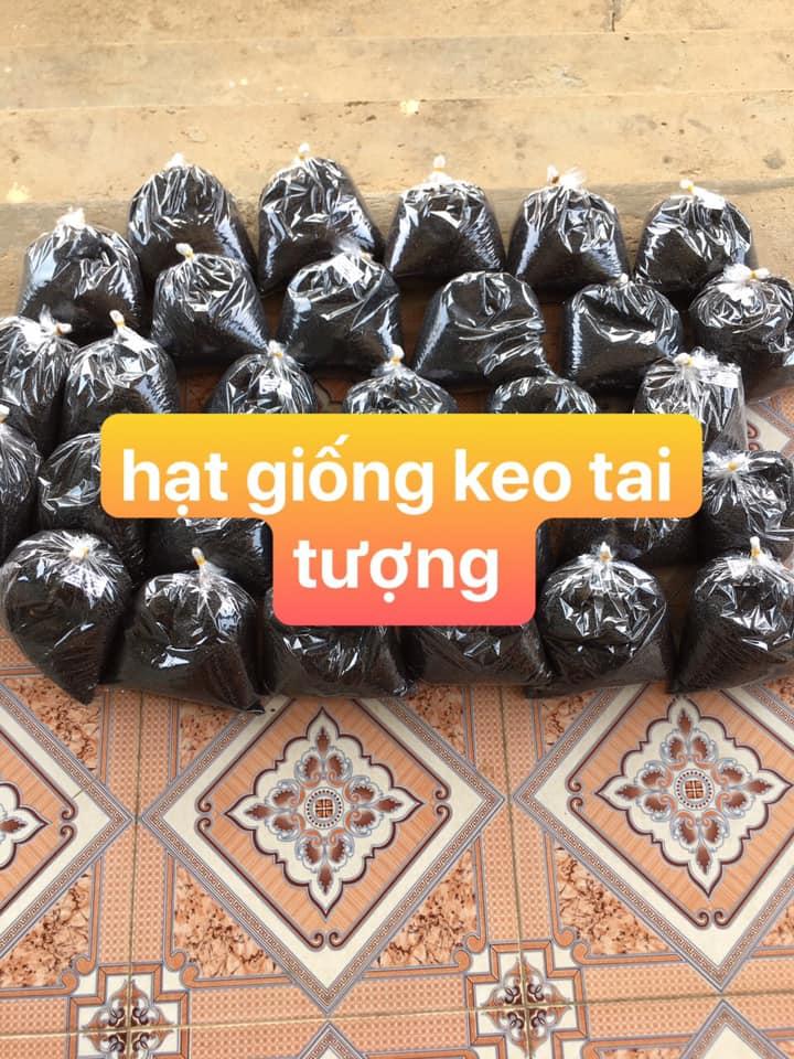 HẠT GIỐNG KEO TAI TƯỢNG (1kg bao nảy mầm)