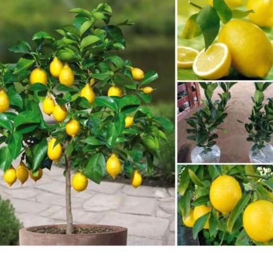 Cây chanh vàng Mỹ siêu quả, quả to mọng nươc cây con giống F1 cho ra quả sau 6-8 tháng trồng