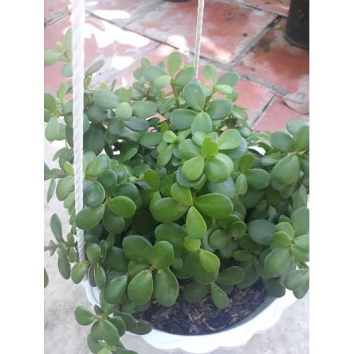 CÂY SEN ĐÁ NGỌC BÍCH,CÂY SEN ĐÁ NGỌC BÍCH - CSDNBNDNB