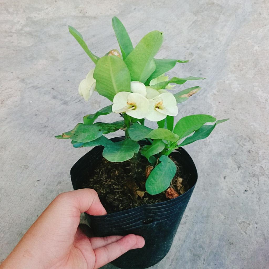 Xương Rồng Bát Tiên - cây cảnh để bàn + tặng phân bón cho cây