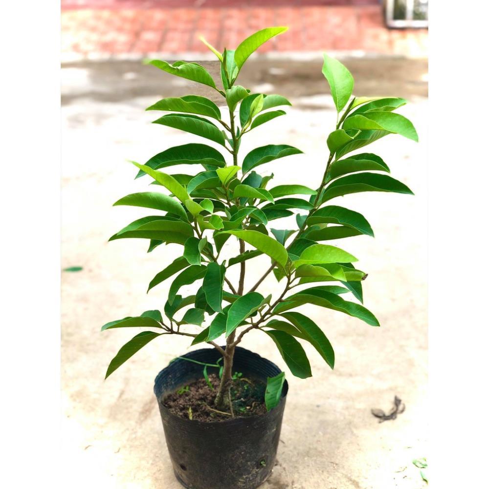 Cây hoa ngọc lan hoa thơm vàng & trắng cao 60cm đang nụ