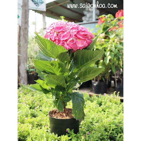 HOA CẨM TÚ CẦU - bầu cây giống size lớn