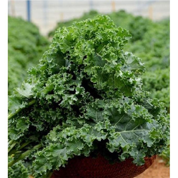 Hạt giống rau cải xoăn xanh - cải kale xanh KNS3389 - 1 gói 20 hạt