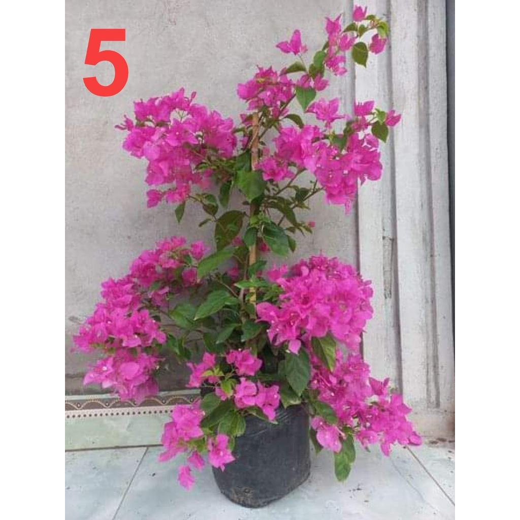 HOA GIẤY THÁI CHẬU TO SẴN HOA SẴN NỤ ĐỦ 6 MÀU ( CÂY CAO 60-75CM)