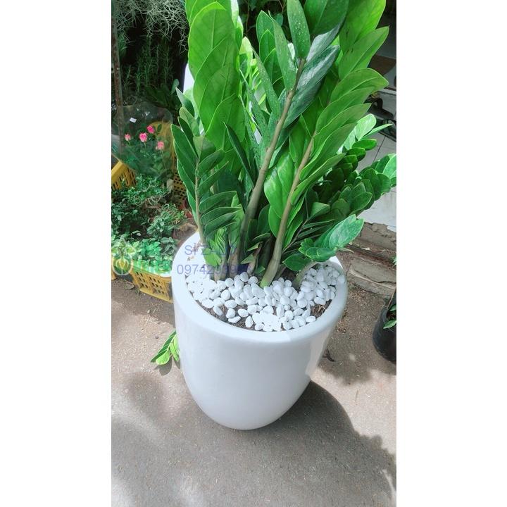 Chậu Cây Kim Phát Tài Cao 1m
