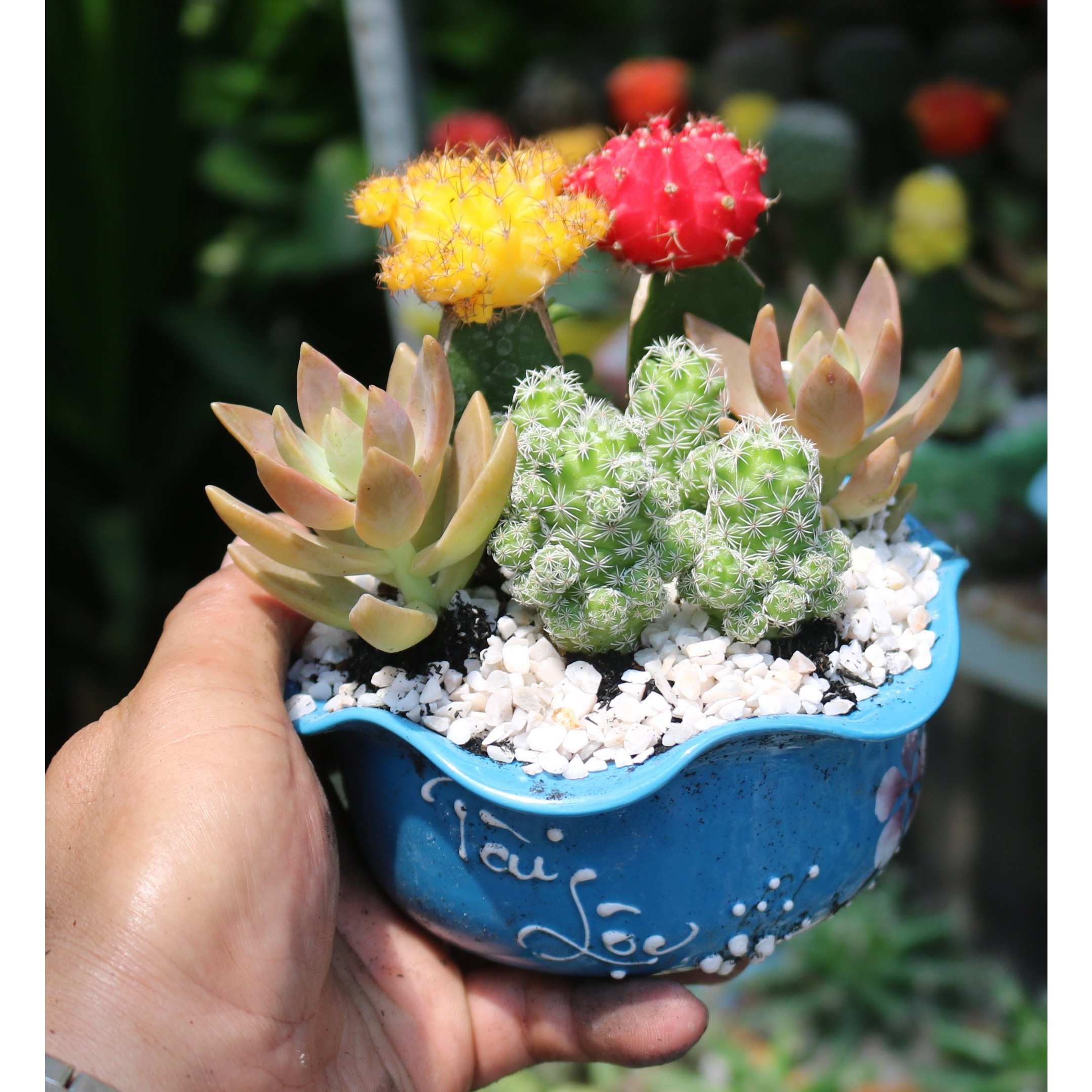 Chậu sứ bèo Xương Rồng ghép nhiều màu