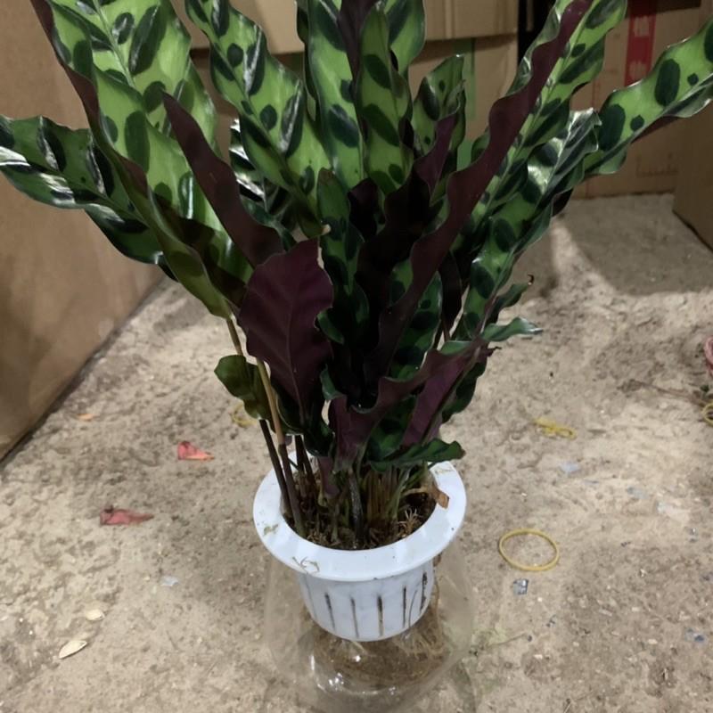 Cây đuôi phượng trồng bình thủy sinh cao 25cm, xanh tươi quanh năm, rất dễ chăm sóc, cây để bàn và trồng nội thất