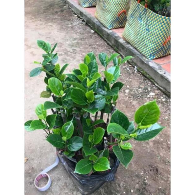 Mít không hạt cam kết chất lượng