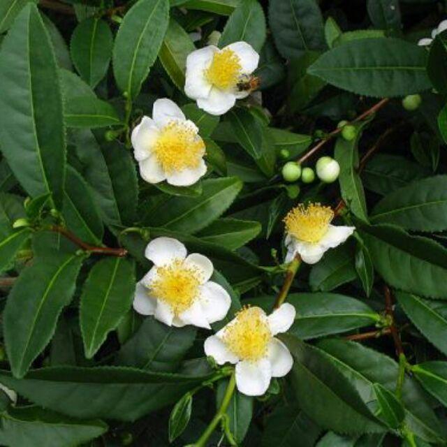 Cây CHÈ xanh giống