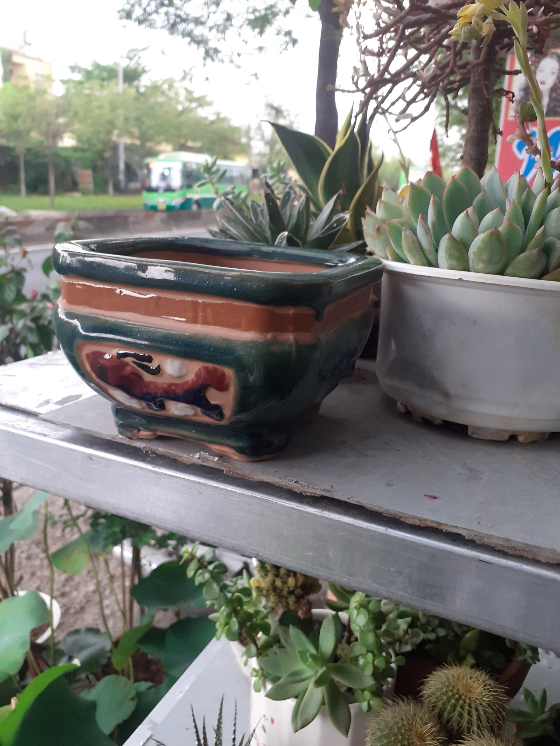 Chậu Bonsai mini màu ngọc bích vua sư tử