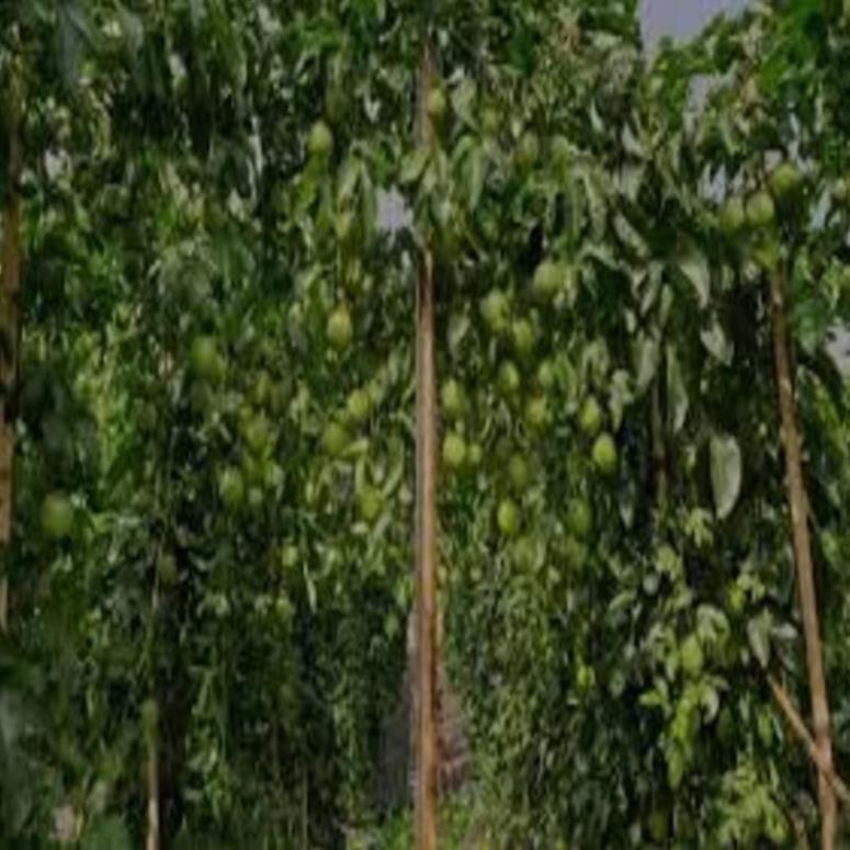 Cây giống chanh leo tím đài loan ghép. cây giống chuẩn cho năng suất cao