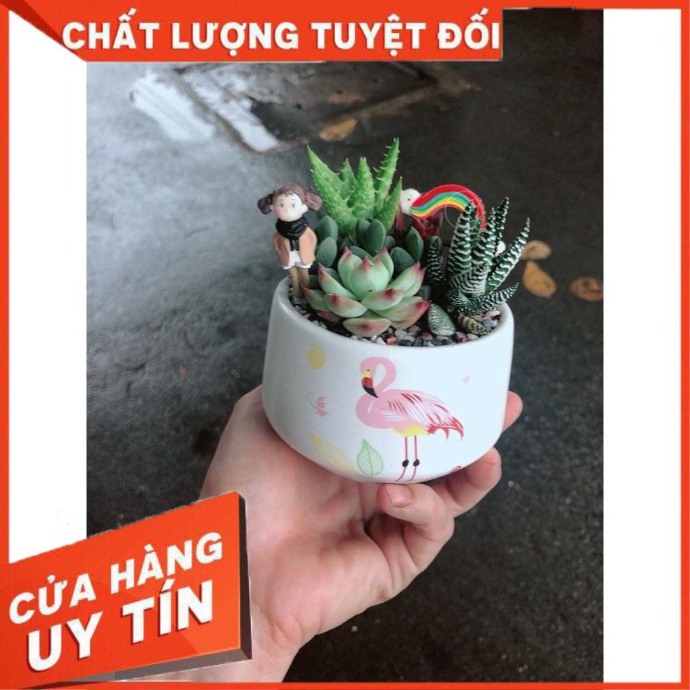 Chậu sen đá tiểu cảnh Nhiều Người Mua