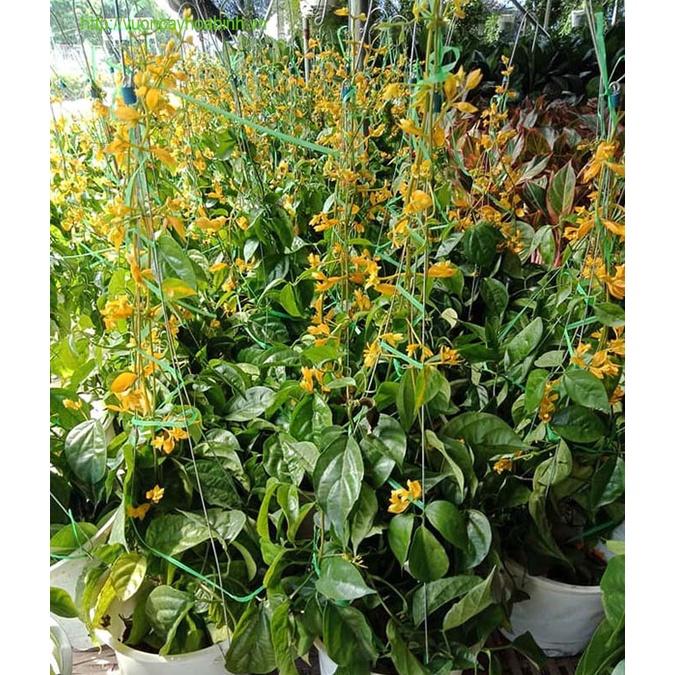 Cây lan hoàng dương ngọn leo 80cm, hoa nở bắt mắt ngọn dài khoẻ cây trưởng thành gốc to khoẻ hợp leo giàn