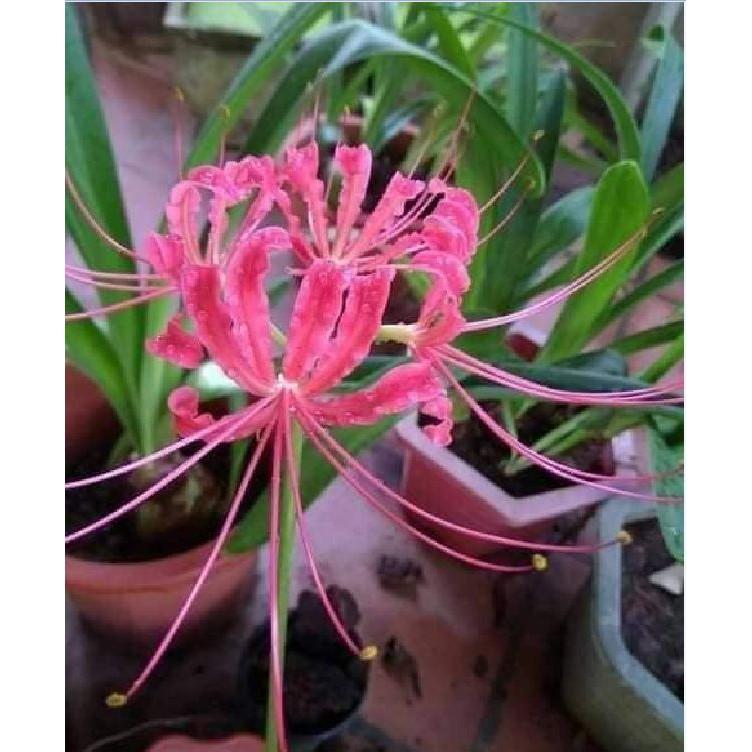 Củ giống hoa bỉ ngạn hoa màu hồng