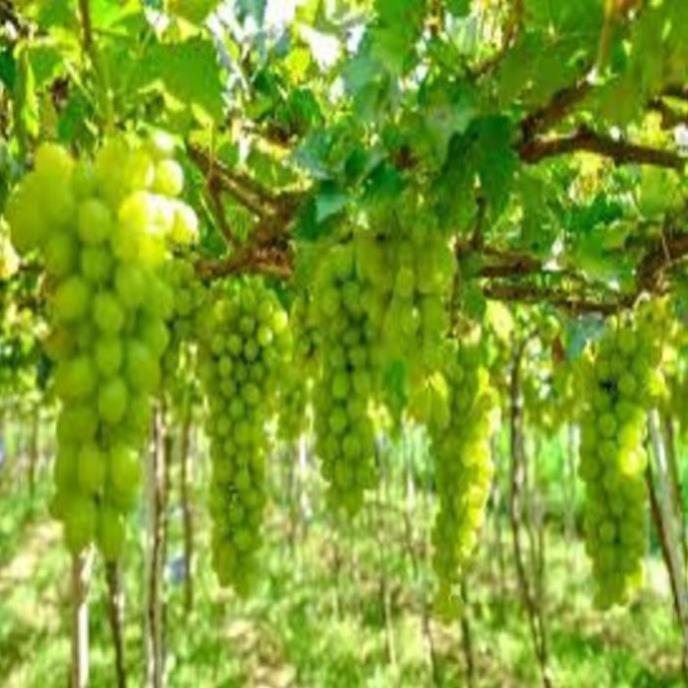 Cây giống nho xanh Ninh Thuận cây giống chuẩn cho năng suất cao