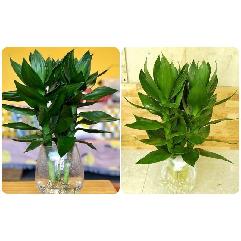 CÂY GIỐNG CÂY PHÁT TÀI BÚP SEN . *