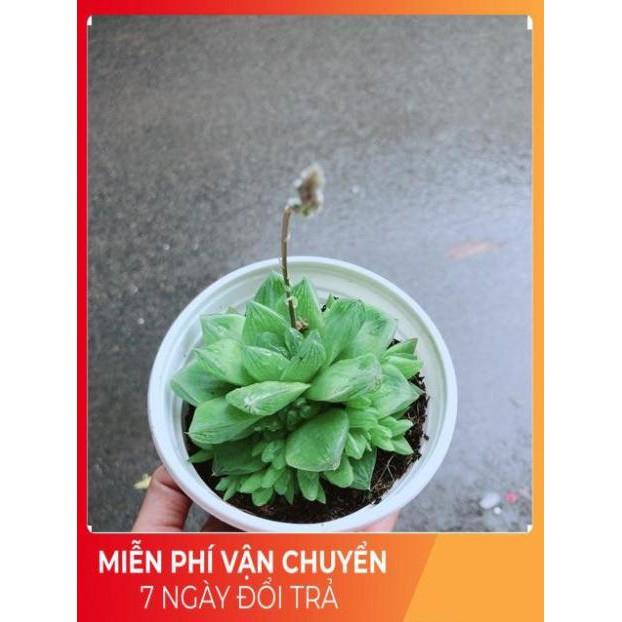 Sen Đá Size Trung 45k