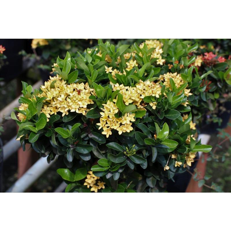 Hoa trang vàng lá nhỏ -hoa đơn bỉ vàng lá nhỏ - cây giống