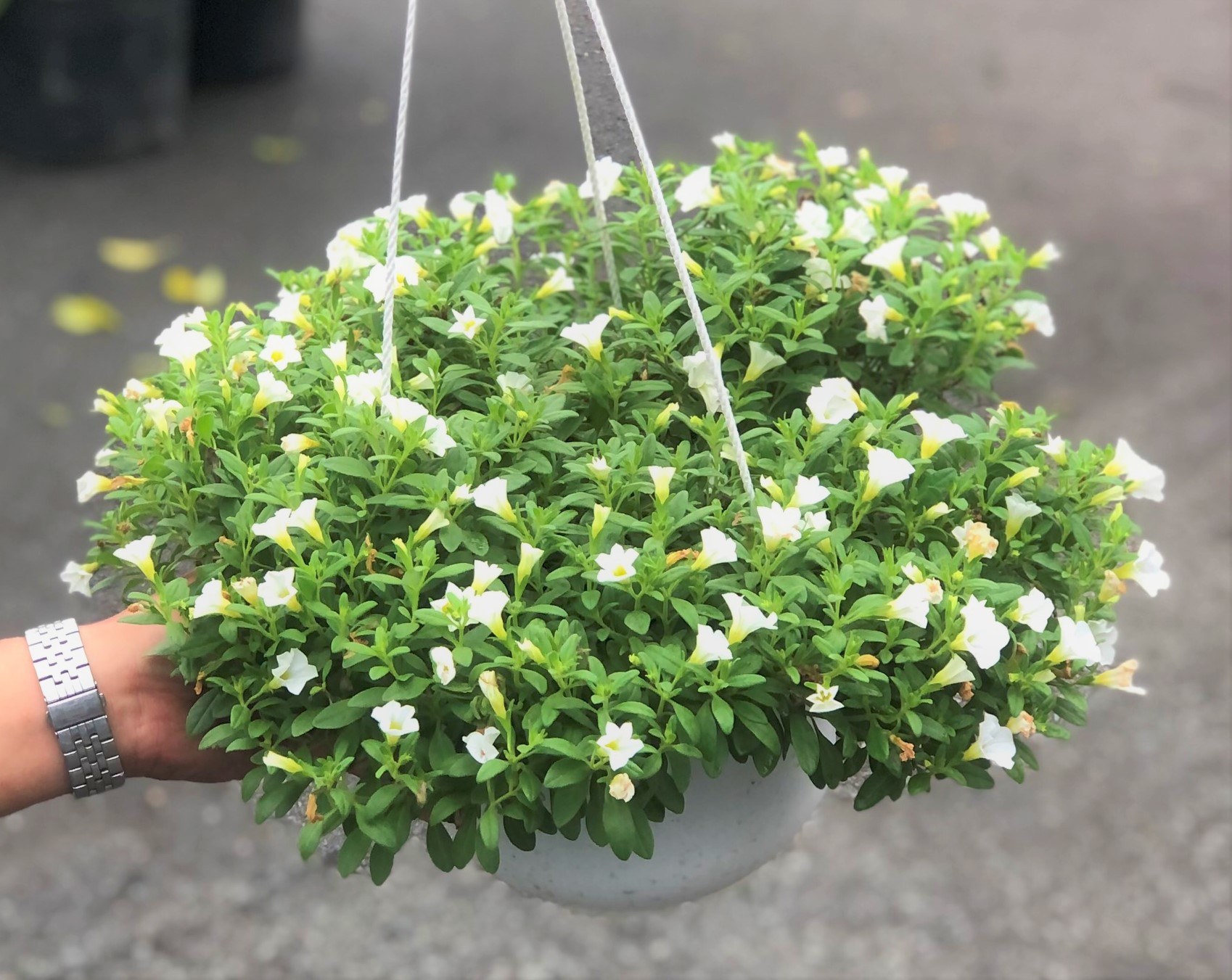 Chậu triệu chuông hoa màu trắng trồng nơi có nhiều nắng