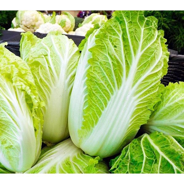 Hạt giống HN Cải thảo chịu nhiệt f1 gói 1gr