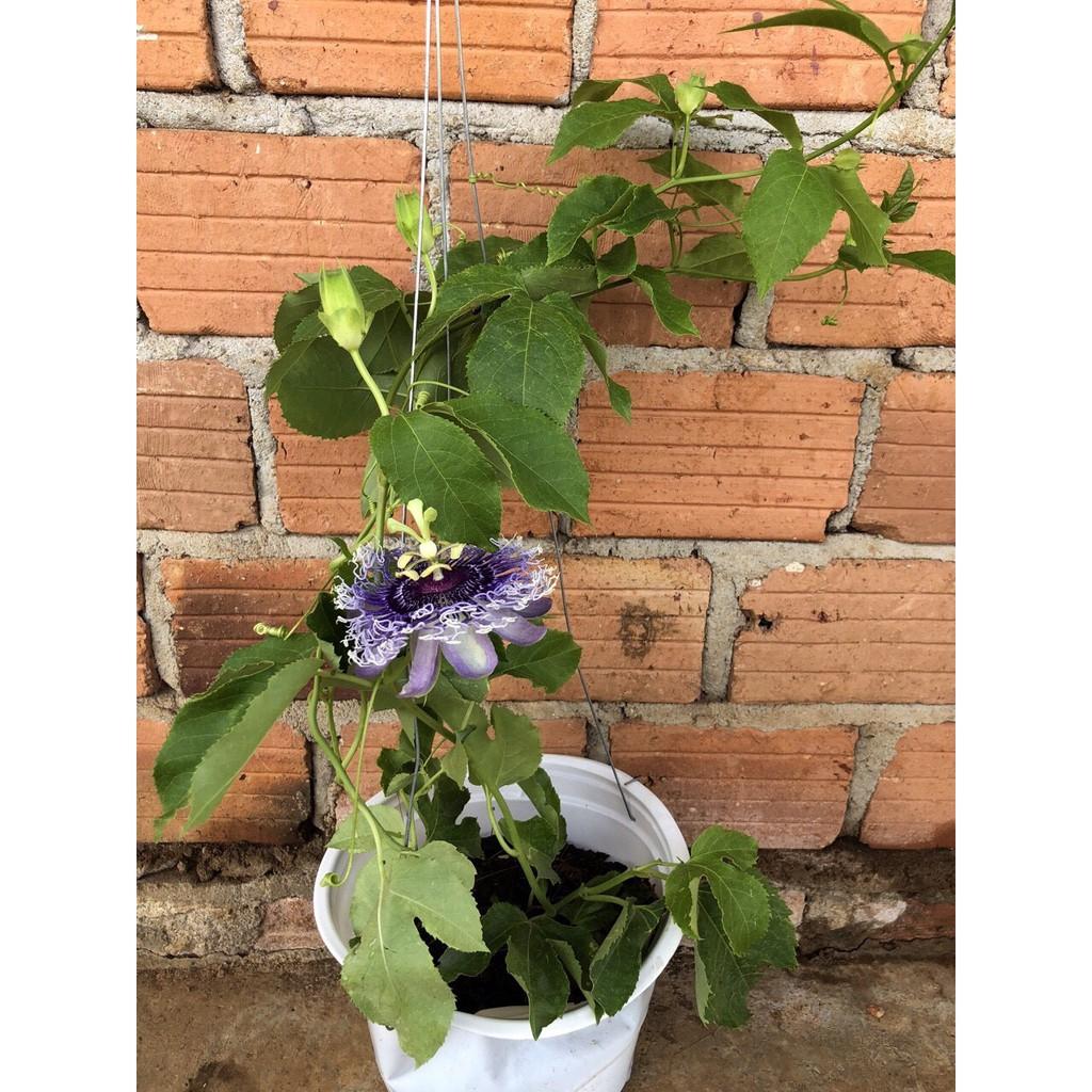 CHẬU HOA LEO Sao Biển , đủ màu, MÀU TÙY CHỌN