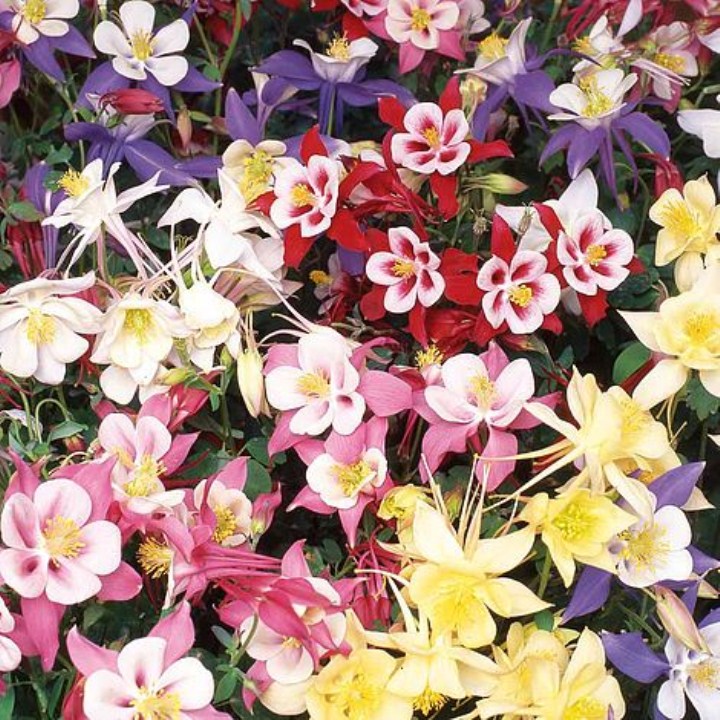 Gói 100 hạt giống cỏ bồ câu