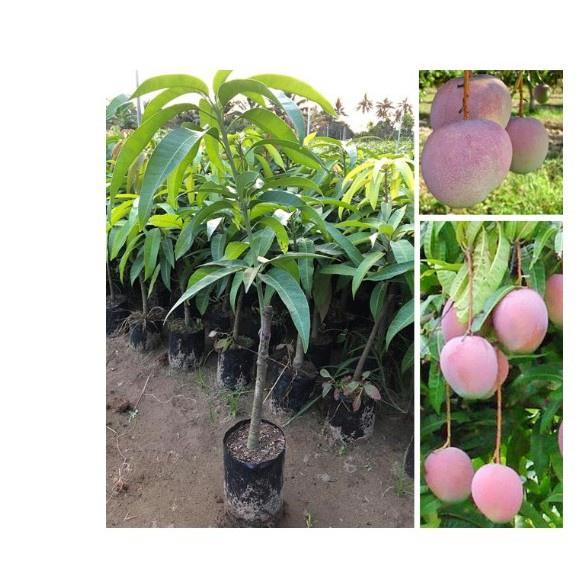 CÂY GIỐNG XOÀI ÚC SIÊU QUẢ- CAM KÊT GIỐNG CHUẨN F1