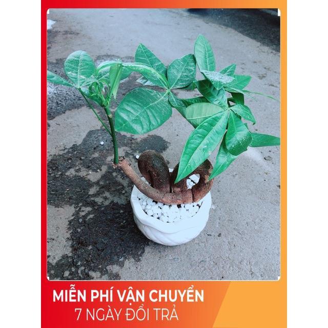 Chậu Kim Ngân Nơ