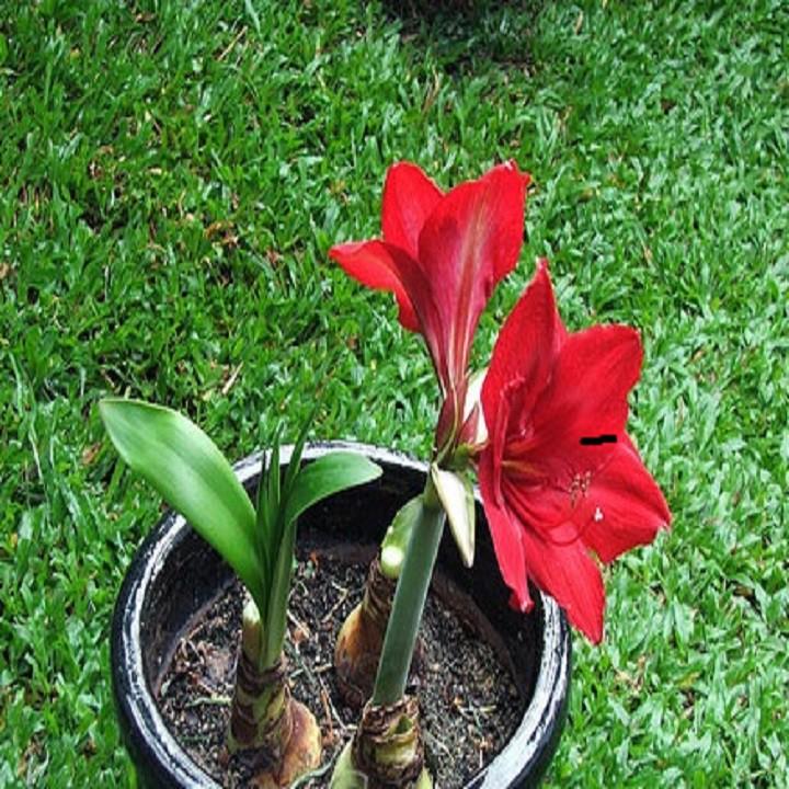 Củ lan giống hoa huệ tây màu đỏ nhung