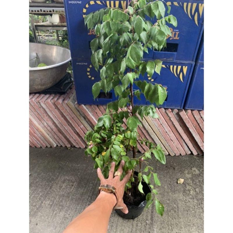 Khế Kiểng Siêu Trái