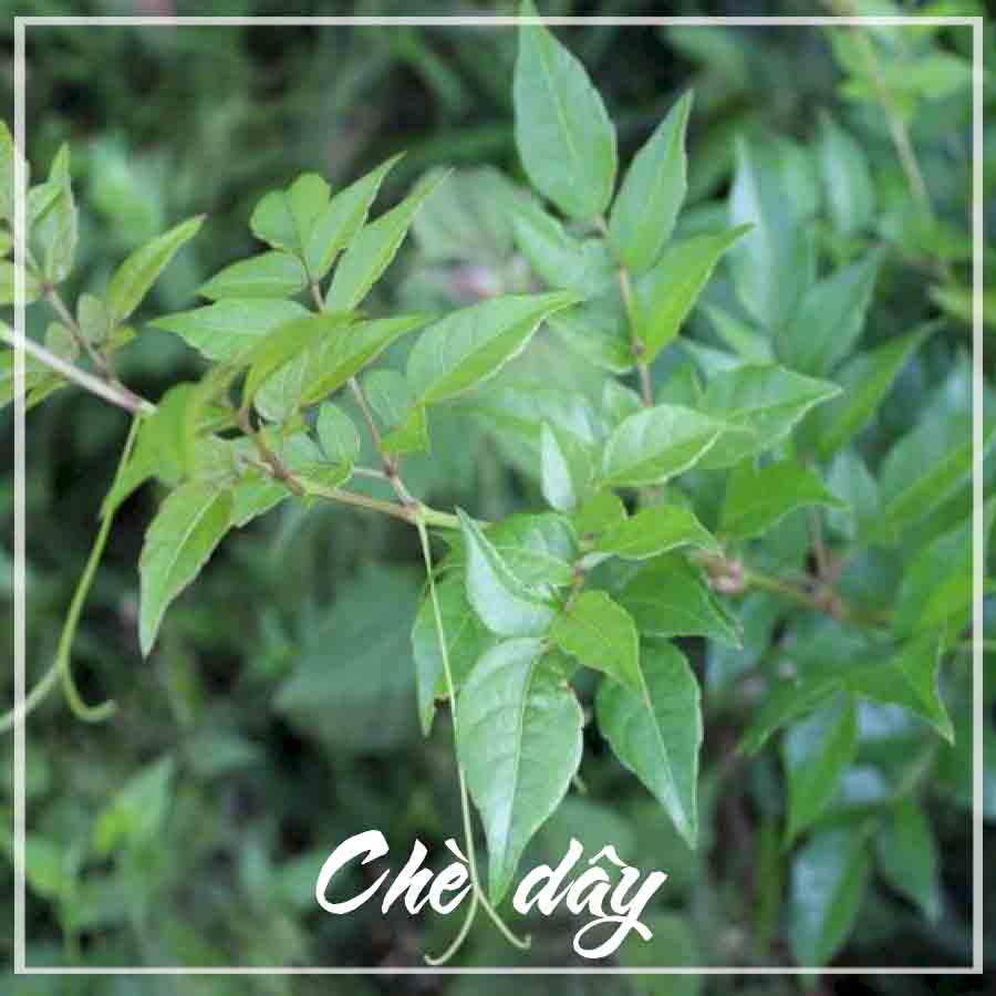 1kg Chè lây leo Cao Bằng/ Sapa khô sạch