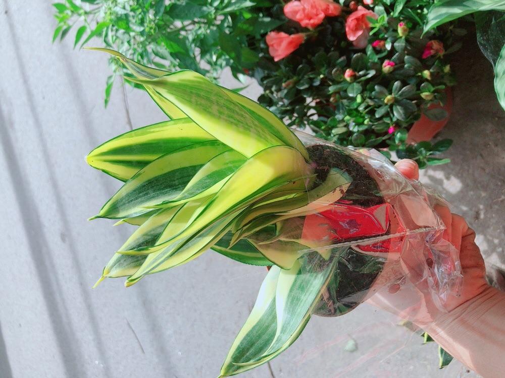 Lưỡi Hổ Thái Vàng