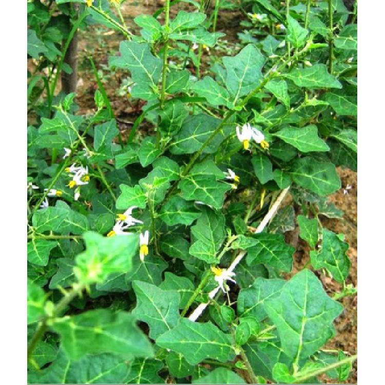 Bộ 3 gói hạt giống cây cà gai leo