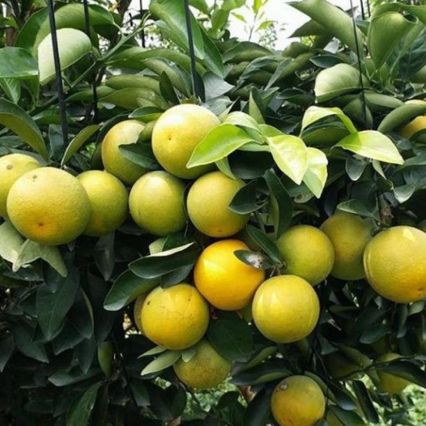 CÂY GIỐNG CAM XOÀN MIỀN NAM SIÊU NGON SIÊU QUẢ- CAM KÊT GIỐNG CHUẨN F1