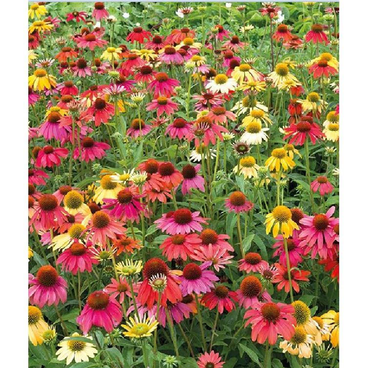 Hạt giống hoa cúc trái thông gói 50 hạt/gói