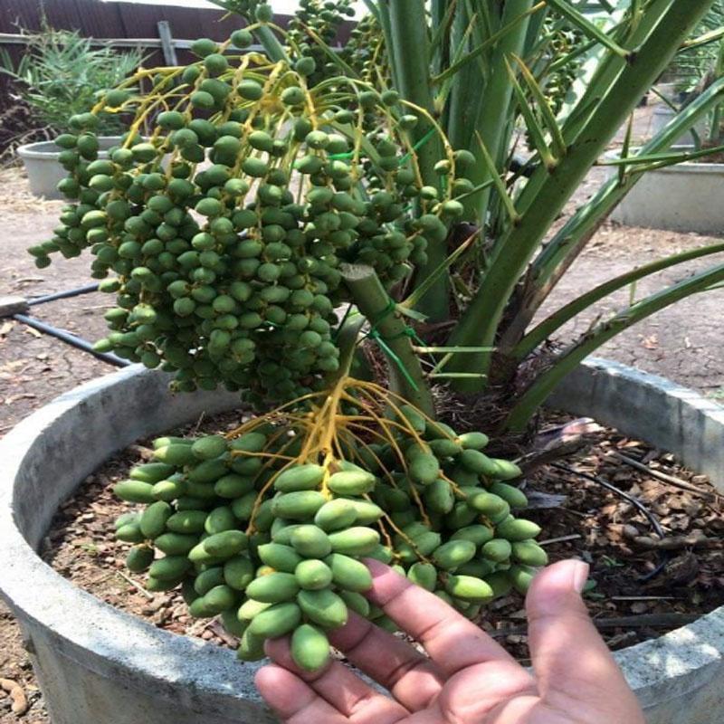 Cây Chà Là Trung Đông + tặng phân bón cho cây mau lớn