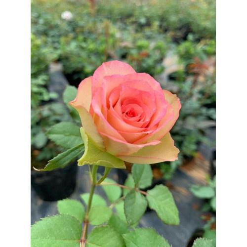Hoa hồng color shell- bầu to cây lớn trưởng thành