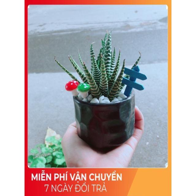Chậu Móng Rồng